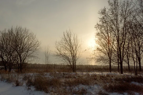 Winter Straße Wald Feld Landschaft — Stockfoto