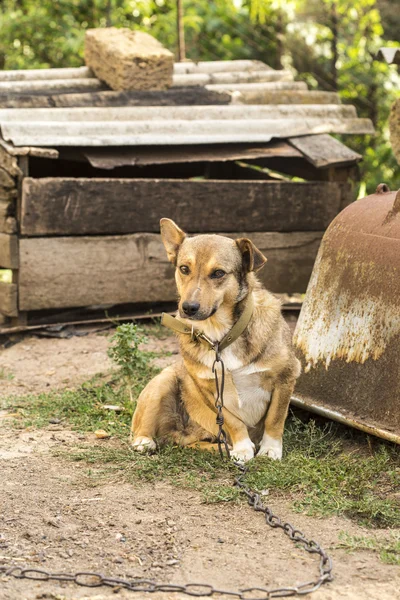 Собака сидит на улице — стоковое фото