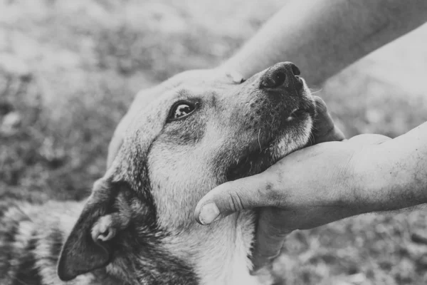 男性の手が犬をなでる — ストック写真