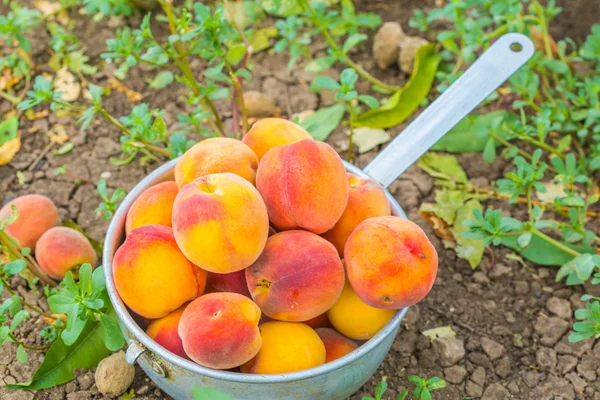 Perziken in tuin — Stockfoto