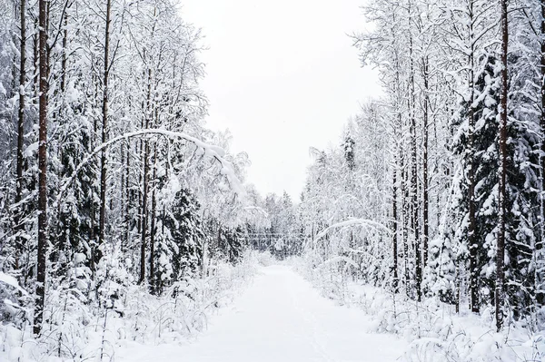 Road throught winter forest — Stock Photo, Image