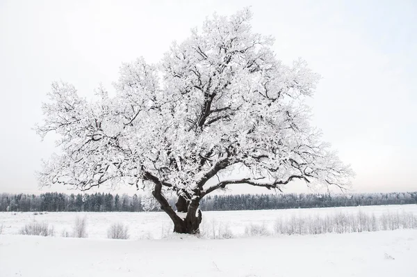 Alone tree in winter field — Stock Photo, Image