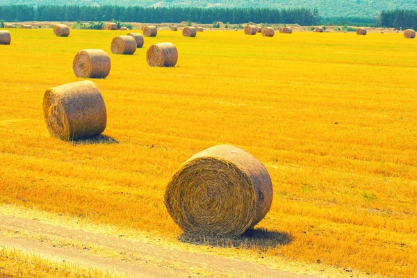 Pacas redondas de paja en el campo cosechado Imagen de archivo