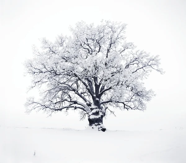 Alone tree in winter field — Stock Photo, Image