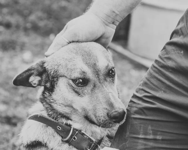 Les mains masculines caressant chien — Photo