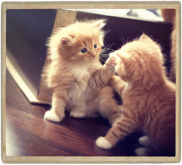 Два маленьких имбирных котенка — стоковое фото
