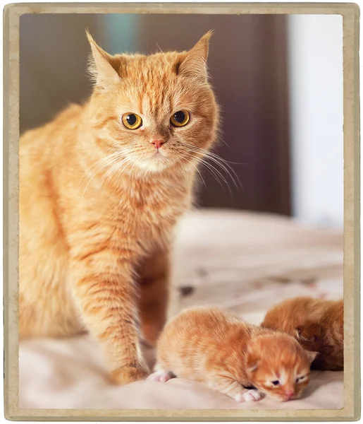 Рыжая кошка с двумя котятами — стоковое фото