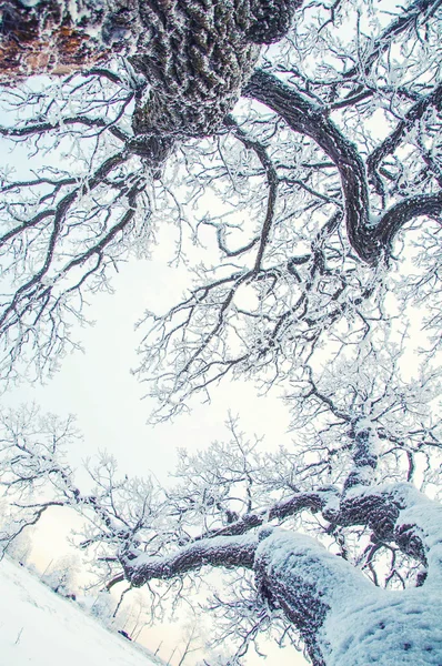 Drzewa zima śnieg Zdjęcie Stockowe
