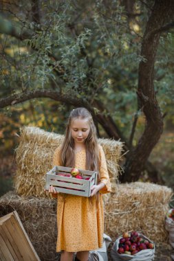 Güzel küçük kız ahşap bir kutunun yanında dur. Taze kırmızı elmalarla dolu ve aşağıya bakıyor.