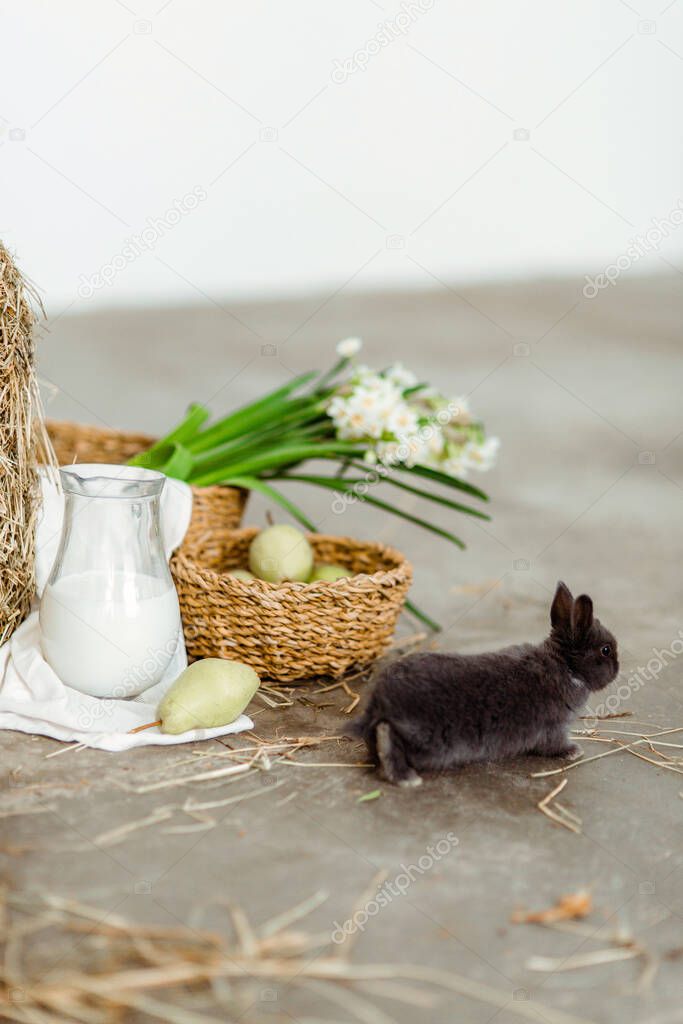 Dark grey baby bunny in bright interior with easter decoration. Picture have two copy spaces for poet card creation - drawing or lettering