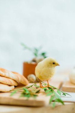 Tender little chicken on the table with easter deoration, bread, cheese and greenery. Free copy space for congratulations or lettering clipart
