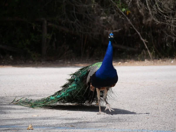 male peacock with a blue body and feathers opened like a fan and decorated with a colorful green, yellow and blue ocellated spot