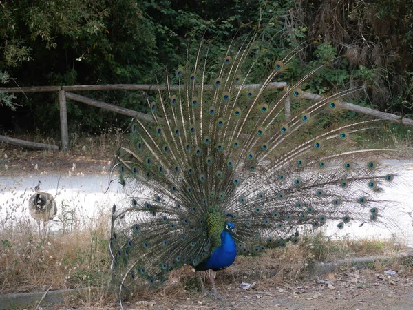 Pfauenmännchen Mit Blauem Körper Und Federn Wie Ein Fächer Geöffnet — Stockfoto