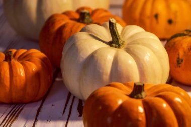 Turuncu ve beyaz balkabakları açık ahşap bir yüzeyde yatar.