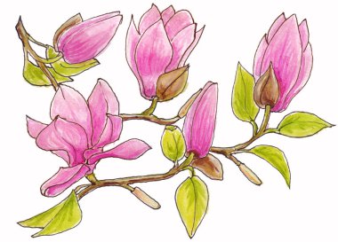 Beyaz zemin üzerinde pembe ve leylak çiçeklerinden oluşan manolya çiçekleri ve dalların izole edilmiş suluboya çizimleri