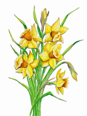 Beyaz arka planda bir buket nergisin izole suluboya çizimi