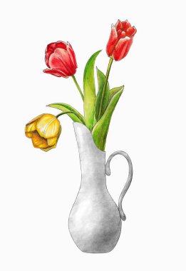 Beyaz bir sürahinin üç sarı ve kırmızı lale ile izole edilmiş resmi, beyaz arka planda suluboya ile çizilmiş.
