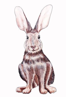 Beyaz arka planda suluboya çizilmiş gri bir tavşan elinin izole bir çizimi.