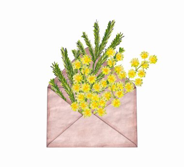 Beyaz bir arkaplanda izole edilmiş kağıt bir zarfın içinde çiçek açan sarı mimoza filizinin suluboya çizimi