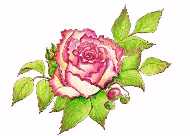 Beyaz arkaplanda pembe tomurcukların ve gül çiçeklerinin suluboya çizimi