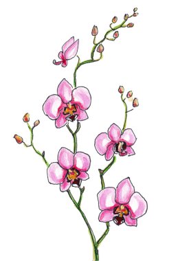 Beyaz arkaplanda izole edilmiş pembe arşivlerin suluboya çizimi