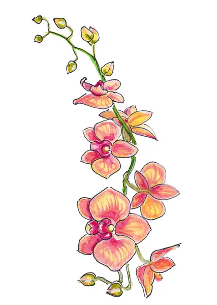 Akwarela Ilustracja Kwitnący Różowy Żółty Archidea Izolowane Białym Tle — Zdjęcie stockowe