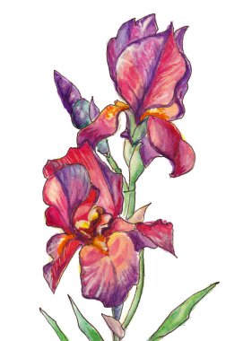 Beyaz arkaplanda izole edilmiş mor sarı iris çiçeğinin suluboya çizimi