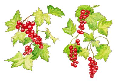 Beyaz arkaplanda izole edilmiş bir dal, yaprak ve üzümlerin suluboya çizimi