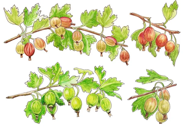 一组绿色成熟的山莓的水彩画 在白色背景上的分枝上 — 图库照片