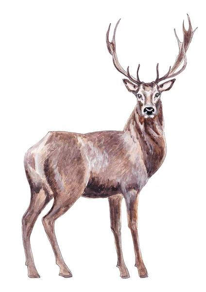 Illustration Aquarelle Cerfs Forêt Bruns Isolés Sur Fond Blanc — Photo