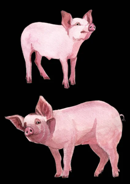 Aquarel Illustratie Van Twee Roze Jonge Varkens Geïsoleerd Een Zwarte — Stockfoto