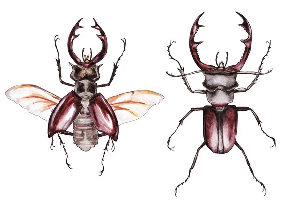 Watercolor Illustration Two Brown Stag Beetles Isolated White Background — Stock Photo, Image