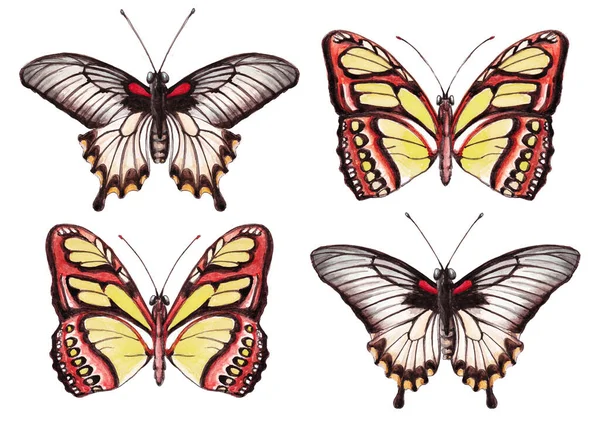 Ilustración Acuarela Cuatro Mariposas Red Amarillas Rojas Grises Aisladas Sobre —  Fotos de Stock