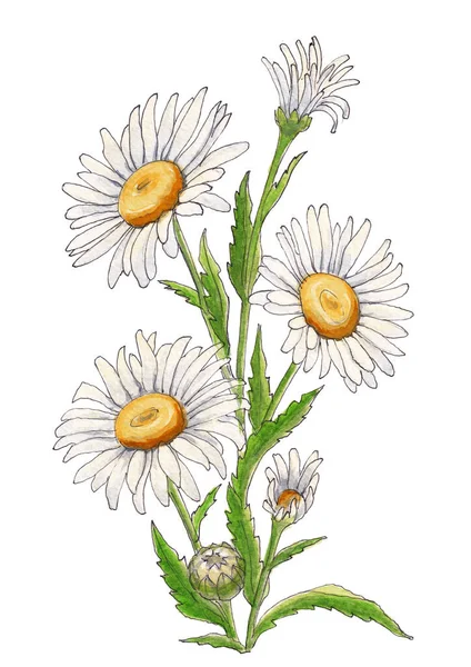 Aquarell Illustration Eines Straußes Weißer Gänseblümchen Auf Weißem Hintergrund — Stockfoto