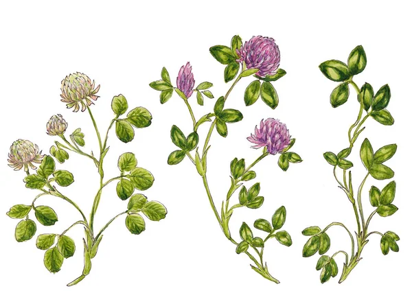 粉色和淡紫色三叶草花的水彩画 独立于白色背景 — 图库照片