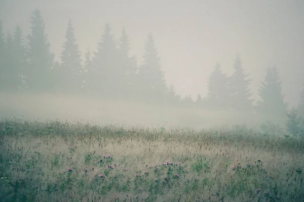 Matin Brouillard Épais Sur Champ Fleuri Sur Fond Silhouette Sapins — Photo