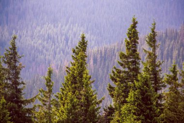 Mavi ormanlarla kaplı dağların arkasında yeşil ladin ormanları var.