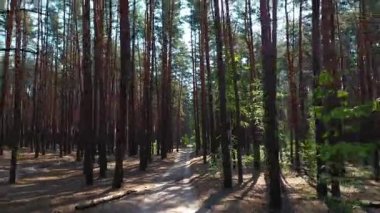 Uzun ağaçlar, yumuşak gölgeler ve huzurlu yaz atmosferiyle güneşli çam ormanlarında insansız hava aracı uçuşu.