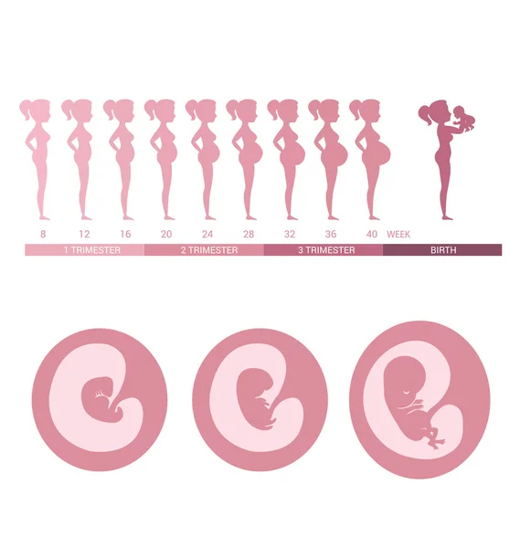 Stadien der fetalen Entwicklung und schwangere Frauen — Stockvektor