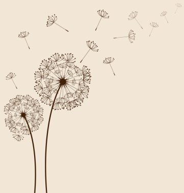 Dandelions vektör arka plan