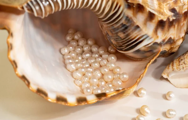 Contas de pérola encontram-se em uma concha de concha, perto da foto — Fotografia de Stock