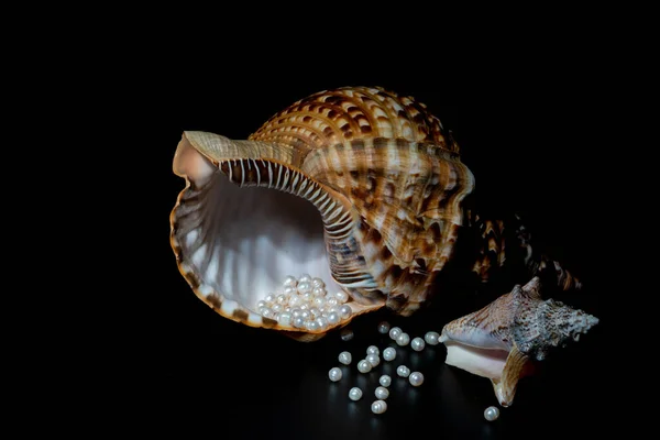 Perłowe koraliki leżą w muszli muszli muszli, zbliżenie zdjęcie — Zdjęcie stockowe