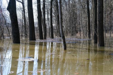 Ormandaki ağaçların kökleri erime mevsiminde sular altında kalır.