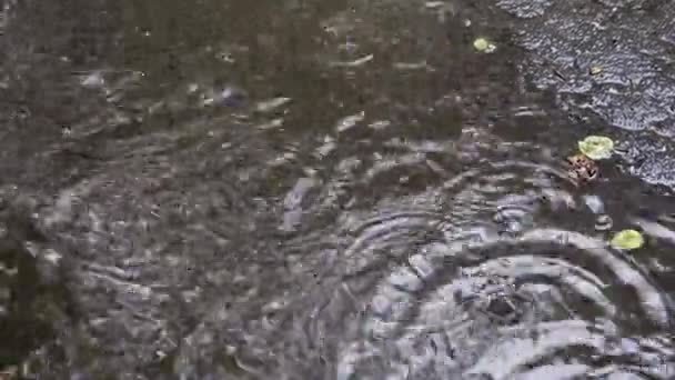 Lluvia cae sobre el asfalto, charco en la calle — Vídeos de Stock