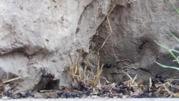 Siyah karınca işçileri bir patikanın kenarındaki kayanın altında bir koloni kuruyor. — Stok video