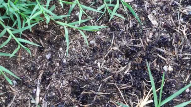 Big black ants workers work among the grass collecting supplies for the colony — Stock Video