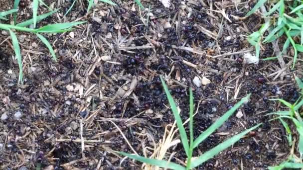 Grote zwarte mieren arbeiders werken tussen het gras verzamelen van benodigdheden voor de kolonie — Stockvideo