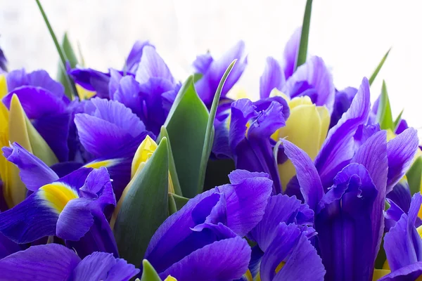 Tulipanes amarillos con iris —  Fotos de Stock