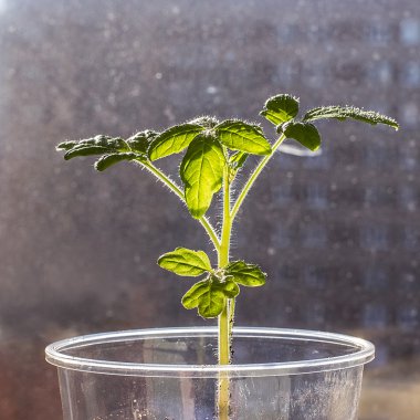 Bir plastik tek kullanımlık bardak domates fidesi 