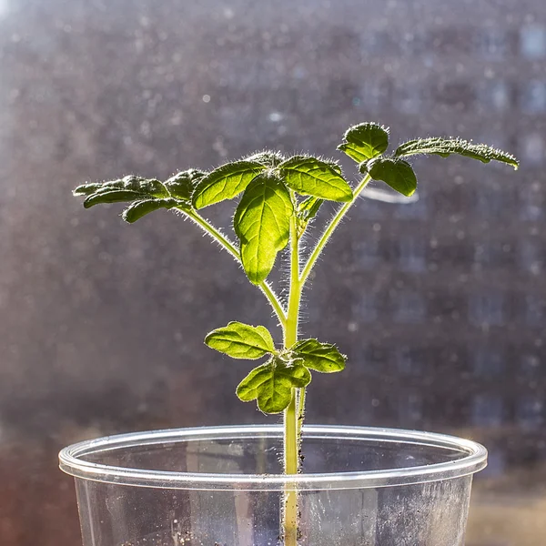 Bir plastik tek kullanımlık bardak domates fidesi 